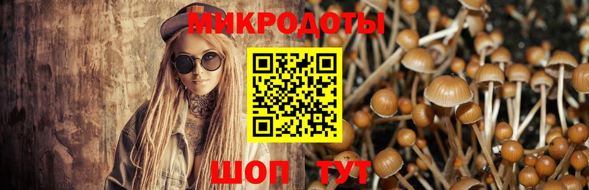 Псилоцибиновые грибы Psilocybe Коломна
